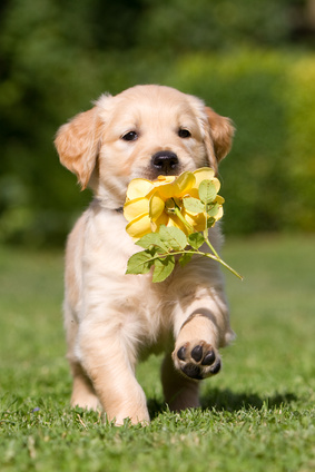 Alimenti per cani cuccioli