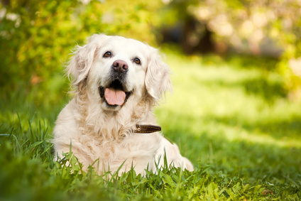 Alimenti cani in gravidanza