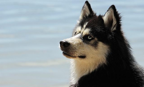 Riconoscere e combattere i parassiti del Cane