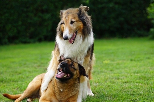 Curare i denti di cane e gatto presso l'ambulatorio veterinario Aleandri