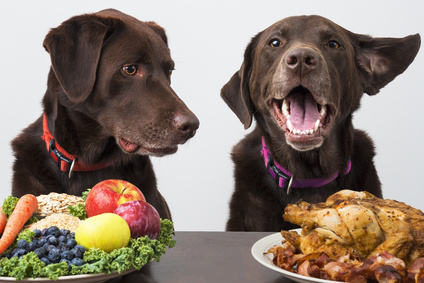 Mangimi specifici per cuccioli e per cani anziani