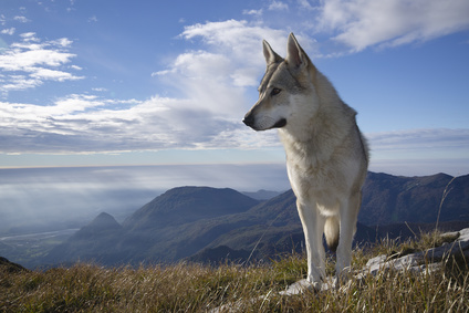 Brit Care, specializzato nella produzione di mangimi per cani