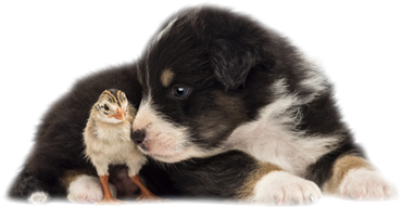 Alimenti per cani
