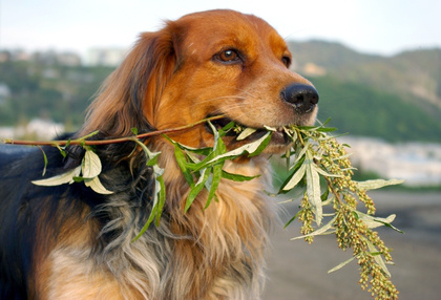 Problemi renali del cane: perché si manifestano e come si possono contrastare