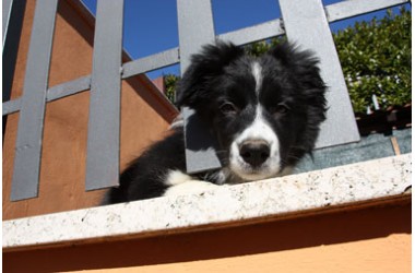 Alimenti cani cuccioli Maya