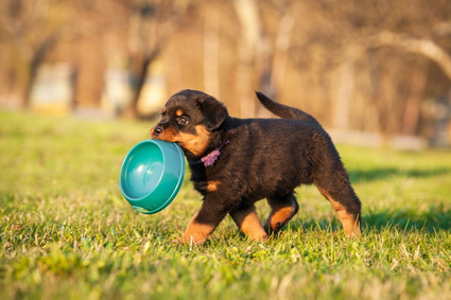 Per il tuo cane nuove confezioni Prolife Dual Fresh Mini e cibo umido LifeDog