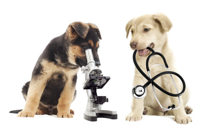 Che cos'è l'ecografia veterinaria?