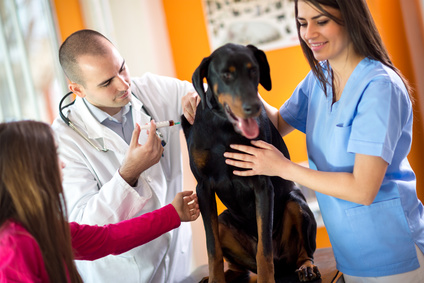 Ostetricia presso l’ambulatorio veterinario Aleandri a Roma