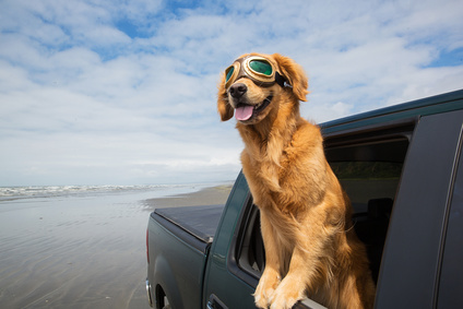 Per vivere le tue vacanze con il cane